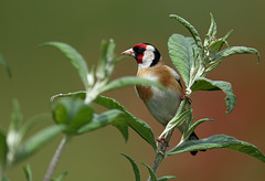 Chardonneret