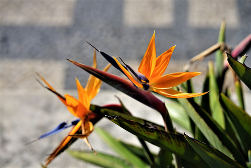 Estrelicia