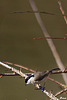 Mésange nonnette