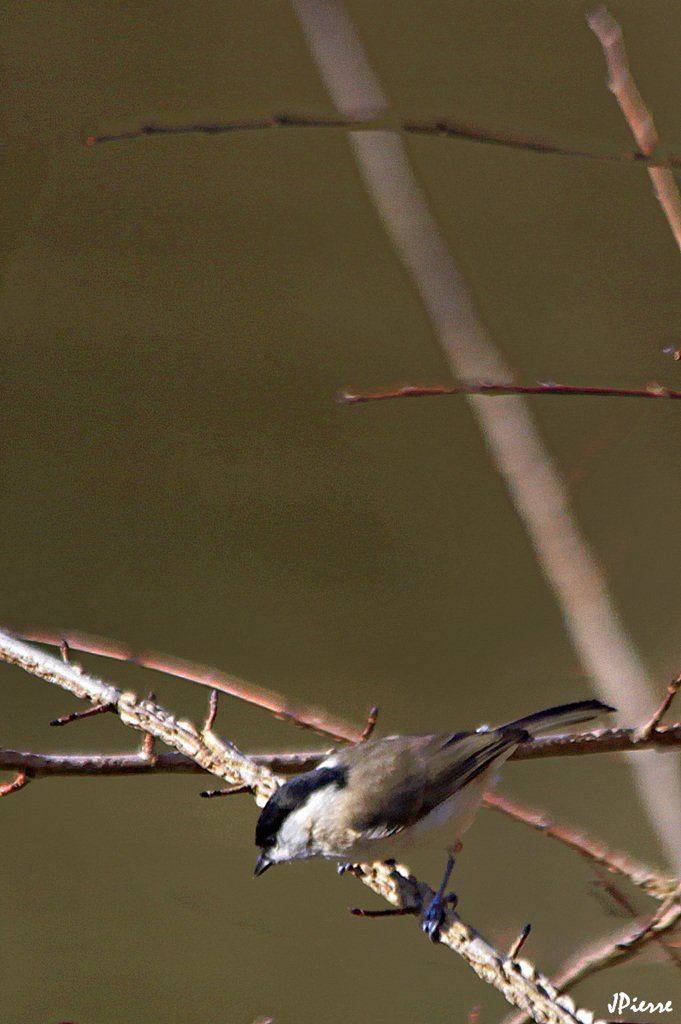 Mésange nonnette