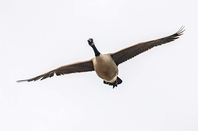 Canada goose