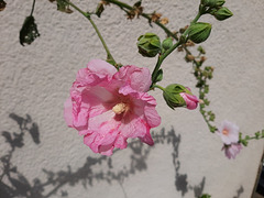 Douceur rose de ma Fabienne