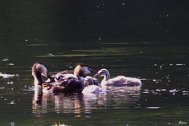 Famille nombreuse