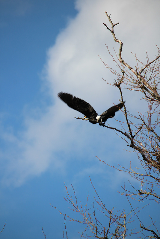 cormoran