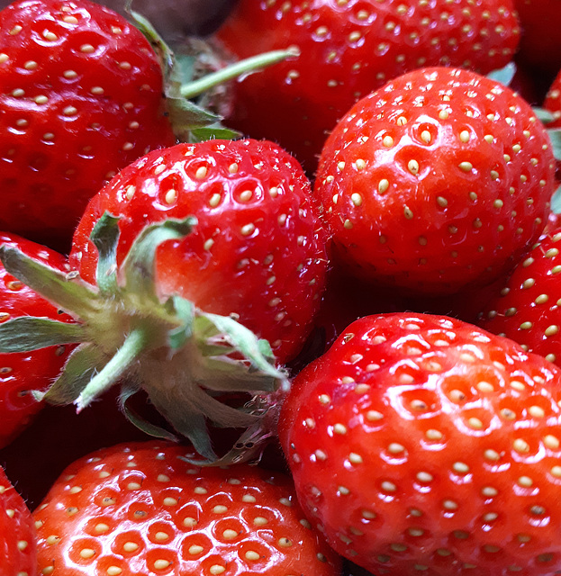 Riecht ihr den Duft der reifen und sonnenwarmen Erdbeeren?