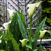 20220709 1385CPw [D~LIP] Gefleckte Calla (Zantedeschia albomaculata), Bad Salzuflen
