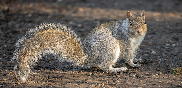 Squiirrel