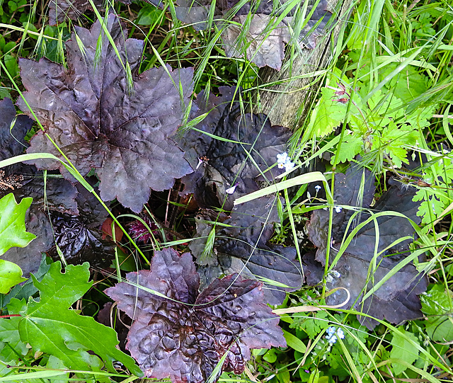20230529 0284CPw [D~LIP] Kleinblütiges Purpurglöckchen (Heuchera micrantha), Bad Salzuflen