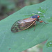 Periodical cicada (Magicicada sp.)