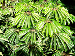 Pflanzen. (Schefflera actinophylla). ©UdoSm