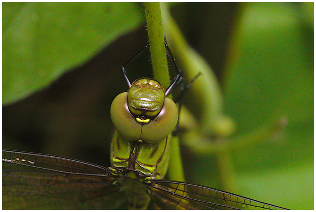 Dragonfly IMG_2467