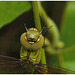 Dragonfly IMG_2467