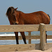 Wild Assateague Pony, in a passageway over the sand dunes ...
