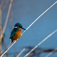 Kingfisher5