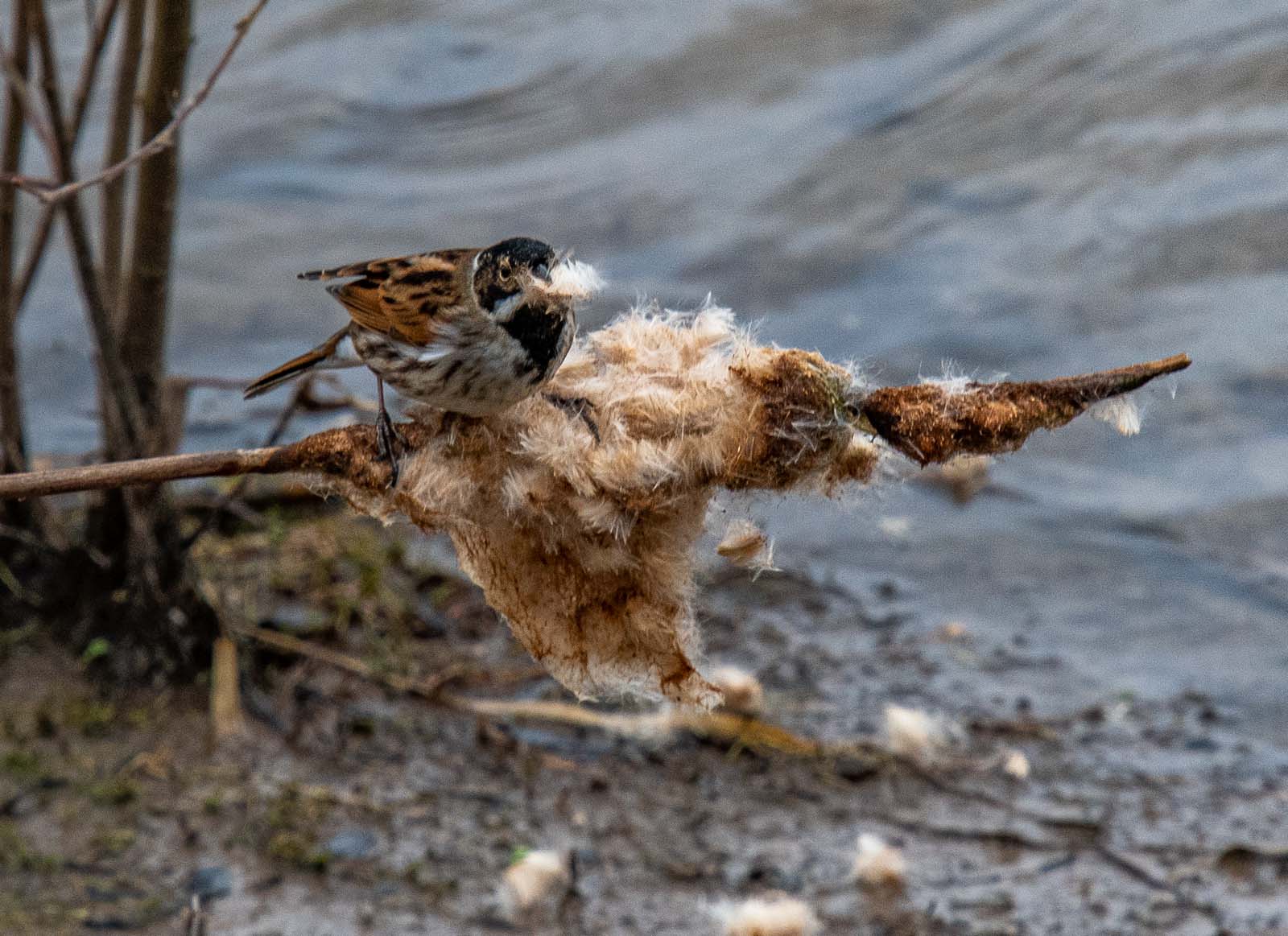 Reed bunting