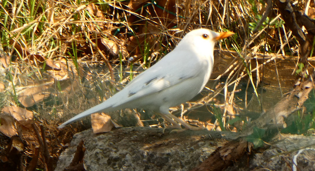 Verbania .   Il Merlo Bianco