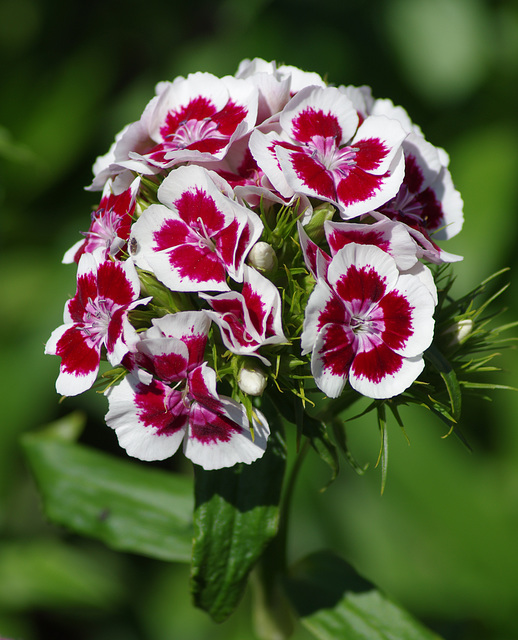 Sweet William