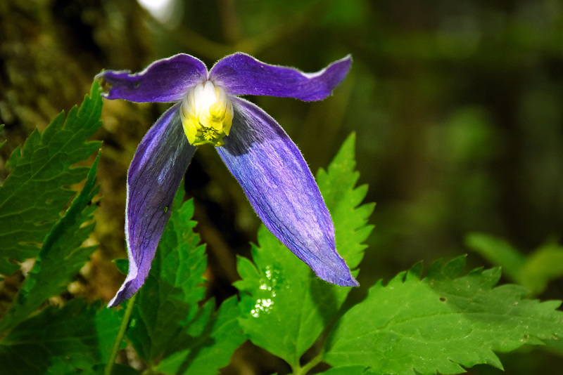 Clematis Alpina