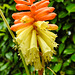 20220709 1387CPw [D~LIP] Fackellilie (Kniphofia uvaria), Bad Salzuflen