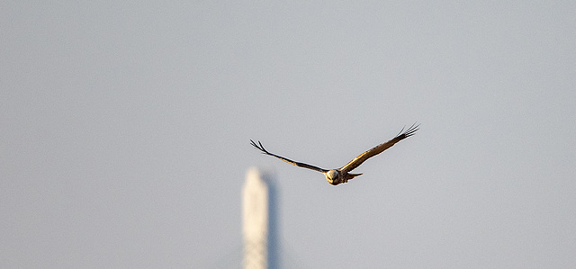 Marsh harrier