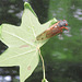 Periodical cicada (Magicicada sp.)