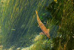 Comme un poisson dans l'eau.