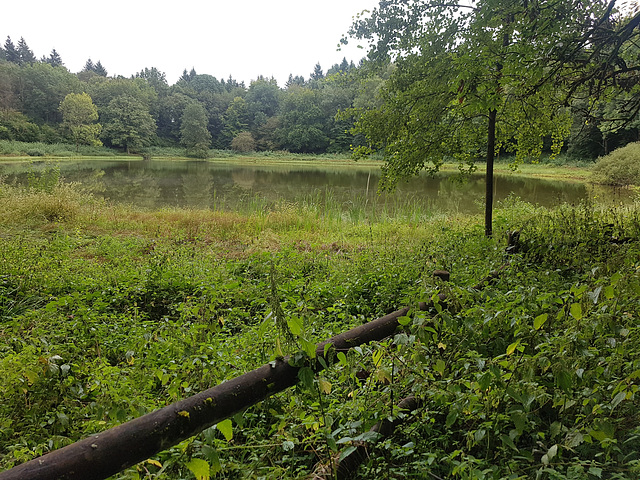 Windsborn volcanic crater lake / Eifel