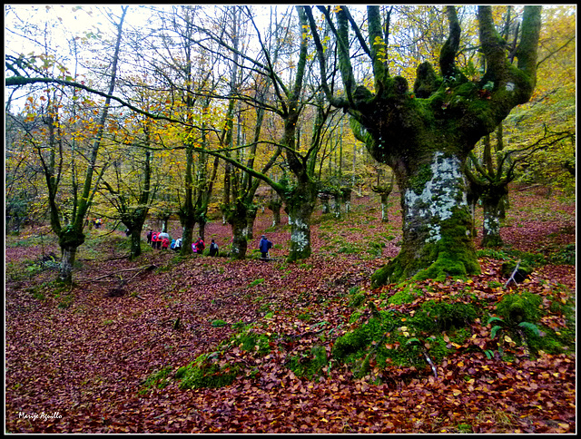 Bosque encantado