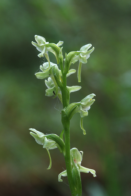 Blunt-leaved Rein Orchis