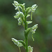 Blunt-leaved Rein Orchis