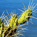 Kaktus. ©UdoSm