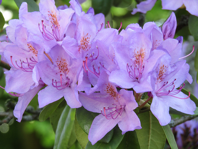 Lila Rhododendronblüte