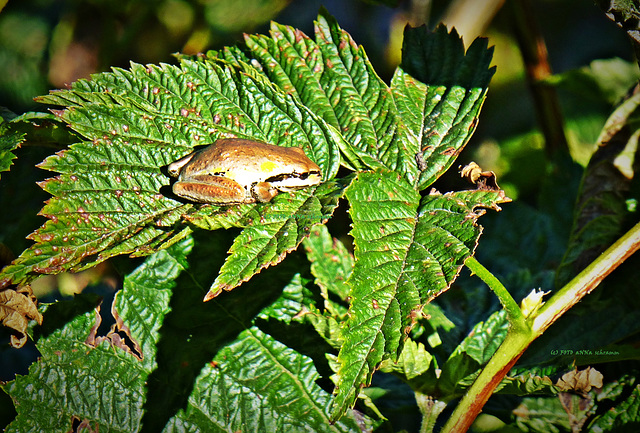 Pacific Tree Frog var. (PiP)