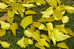 Parc Tremblay - Feuilles d'automne 1