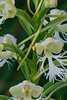 Platanthera leucophaea (Eastern Prairie Fringed orchid) with detached pollinium