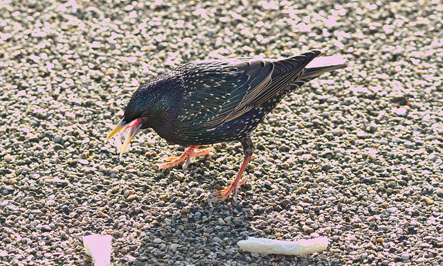 Starling EF7A0299