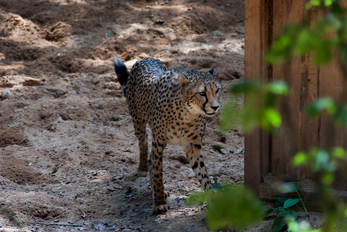 Gepard