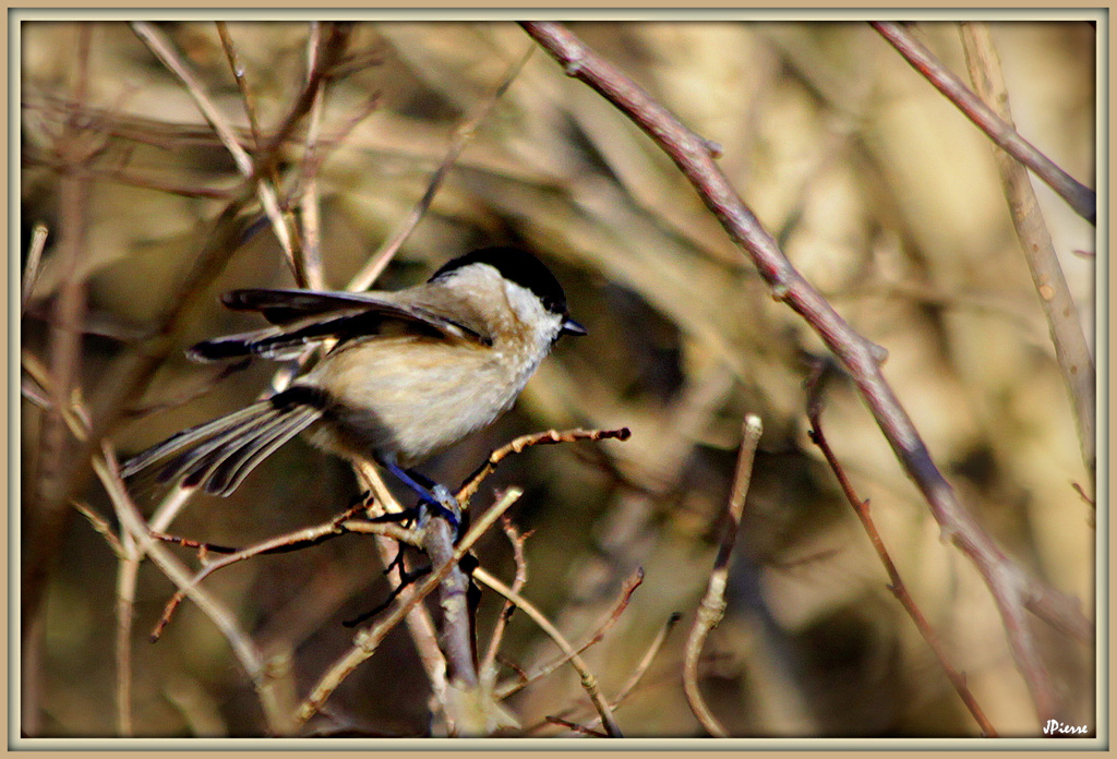 Mésange nonnette