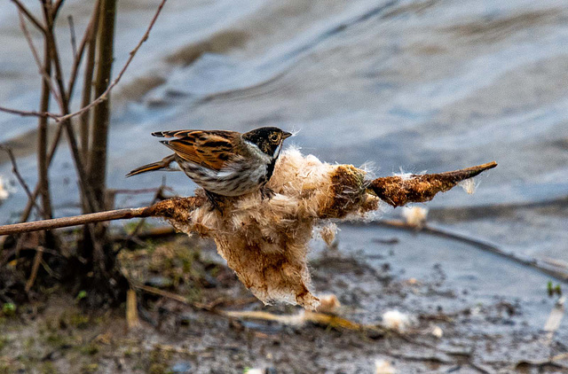 Reed bunting