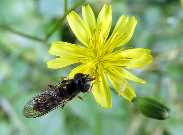 Blüte mit Insekt