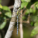 Aeshna cyanea ♂  dessus