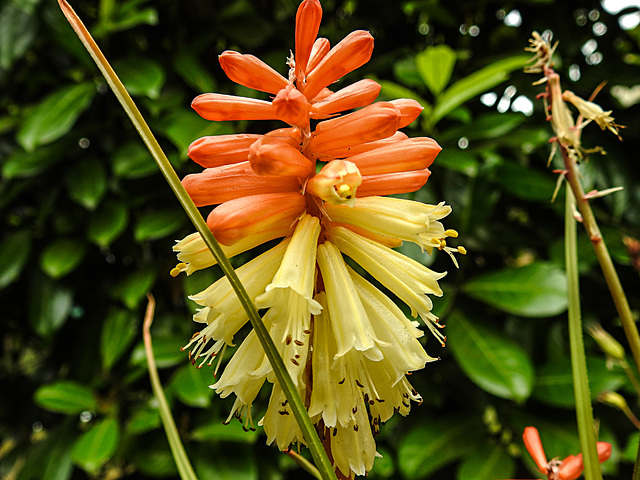 20220709 1388CPw [D~LIP] Fackellilie (Kniphofia uvaria), Bad Salzuflen