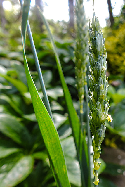 20230529 0286CPw [D~LIP] Saat-WEIZEN (Triticum aestivum), Bad Salzuflen