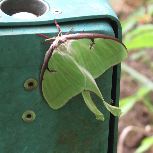 Luna moth on electrical box