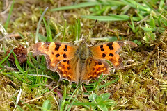 Comma Butterfly