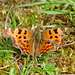 Comma Butterfly