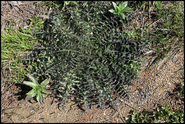 Cirsium palustre (1)