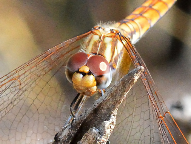 Violet Dropwing f (Trithemis annulata) 19-09-2012 09-31-55