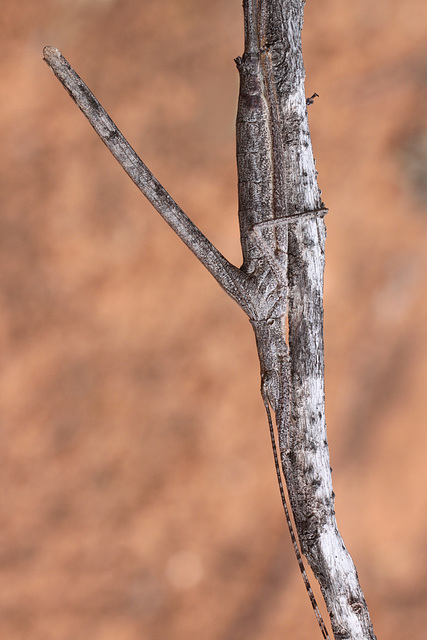 Phasmid camoflage.