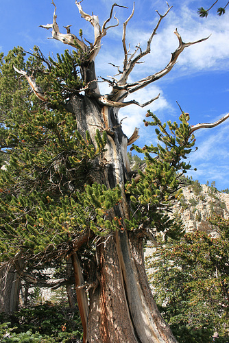 Great Basin Bristlecone Pine